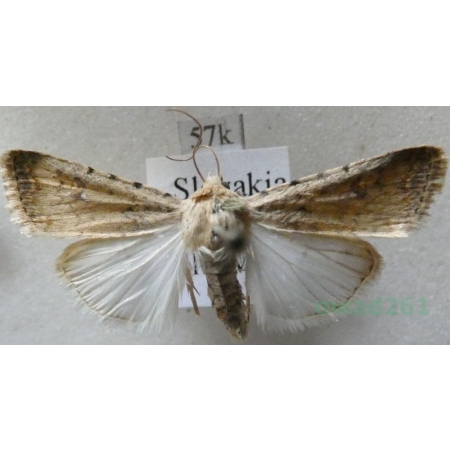 Caradrina clavipalpis Scopoli, 1763 Światłówka izdebnica Slovakia57k